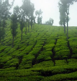 Munnar